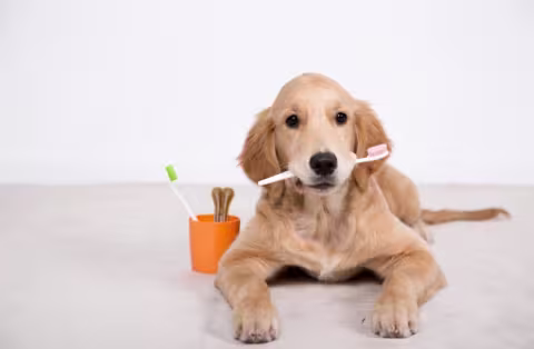 A dog with toothbrush, against a white background